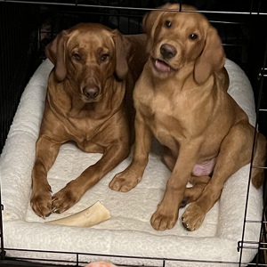 Fundraising Page: Melanie Buffenstein